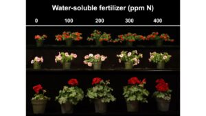 Managing Resources to Navigate Uncertainty in the Floriculture Market