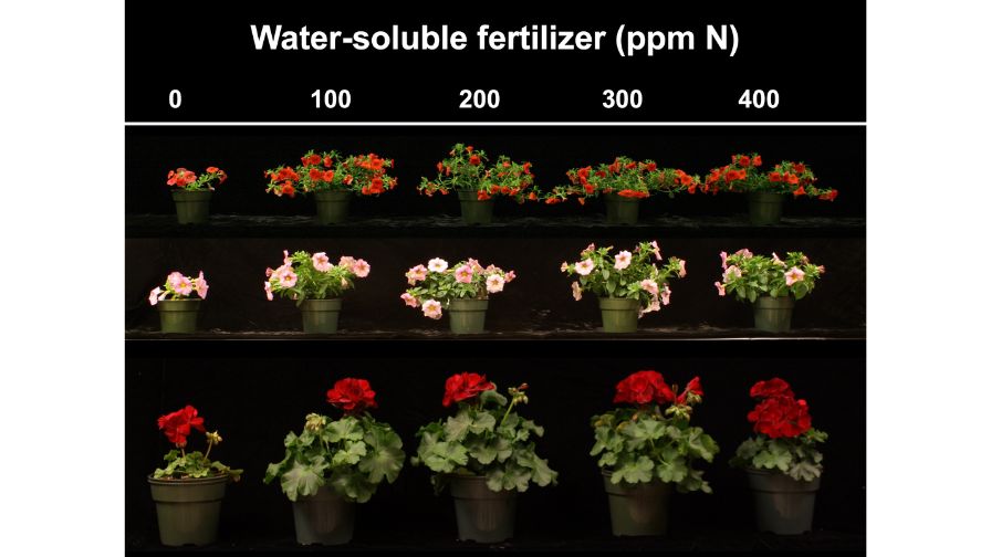 Looking at these calibrachoa (top row), petunias (middle row), and zonal geraniums (bottom row) fertilized with 0 to 400 ppm nitrogen (N) from a complete, balanced, water-soluble fertilizer, the plants provided with 100 ppm N look healthy and are appropriately sized, even though one-half to one-third the recommended amount of fertilizer was provided.