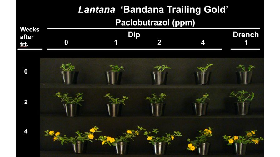 Liner dips are both effective at controlling unwanted stem elongation, as well as efficient with growth retardant use and labor for application. The lantana here treated with 2 or 4 ppm paclobutrazol liner dips achieved comparable or better control than the containerized crop that was drenched.
