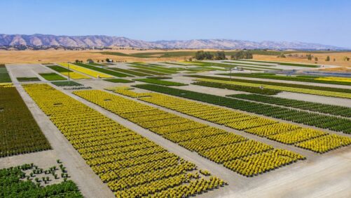 Everde Growers Emerging From Chapter 11 Bankruptcy