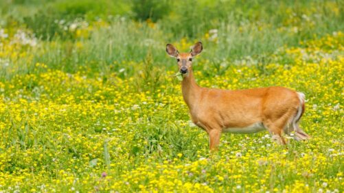 Video of the Week: The Top 10 Deer-Resistant Shrubs