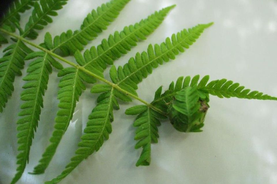 Fern moth shelter.