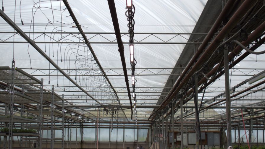 Kube-Pak's transition from older HPS fixtures to LEDs addressed the issue of uneven light distribution, which had previously resulted in inconsistent growth within plant batches.