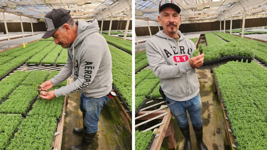Since 1987, The Plug Connection has specialized in producing high-quality young plants, including plugs, liners, and grafted transplants. Here, Magdeleno Viramontes of The Plug Connection checks lavender lines.