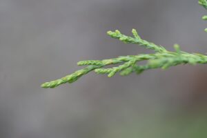Juniper Foliage