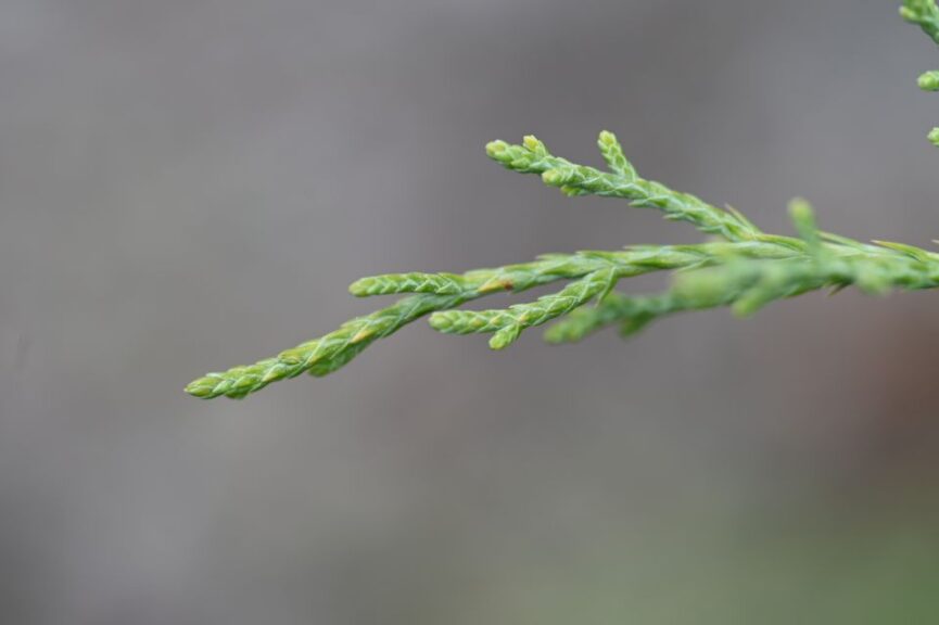 Juniper Foliage
