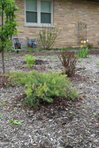 Juniper and Physocarpus Pairing