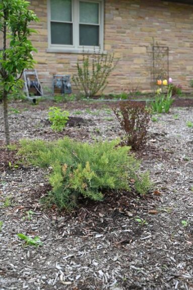 Juniper and Physocarpus Pairing