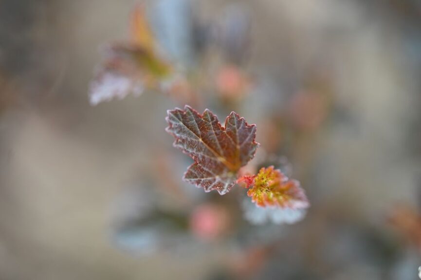 Physocarpus Foliage