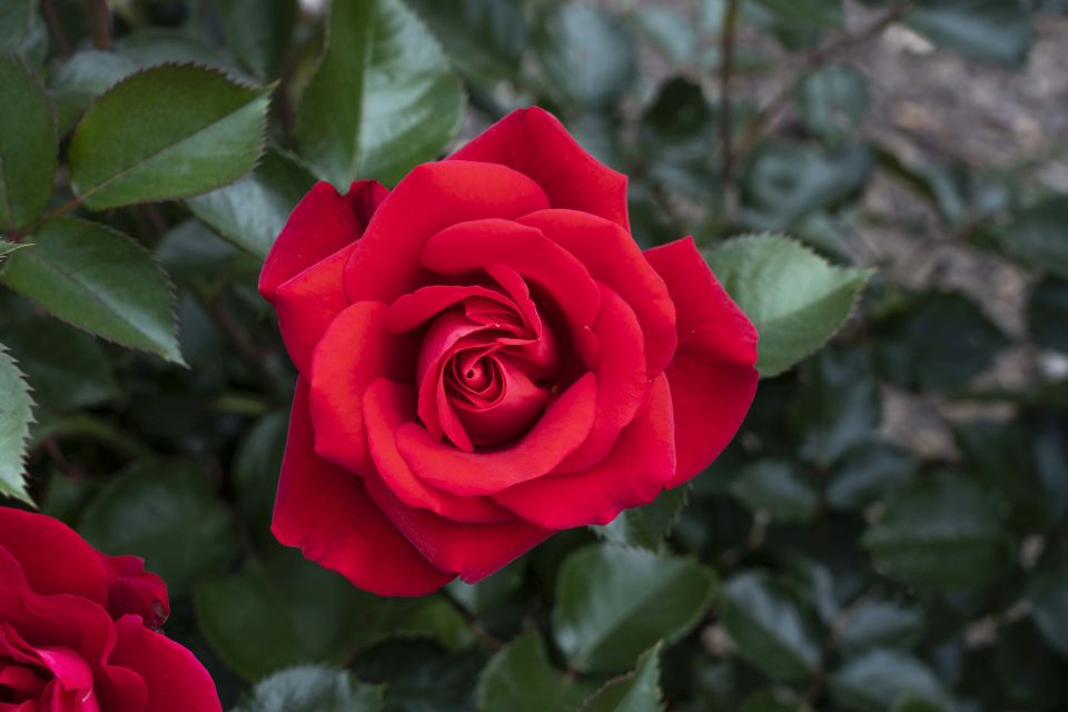 Ruby Red rose from Star Roses and Plants, award winner from the American Rose Trials for Sustainability.