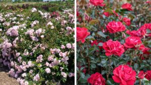 Star Roses Varieties Win American Rose Trials Awards