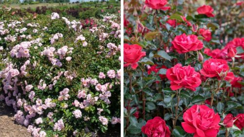Star Roses Varieties Win American Rose Trials Awards