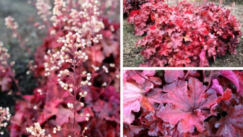 Terra Nova Debuts New Bright-Red Heuchera Variety