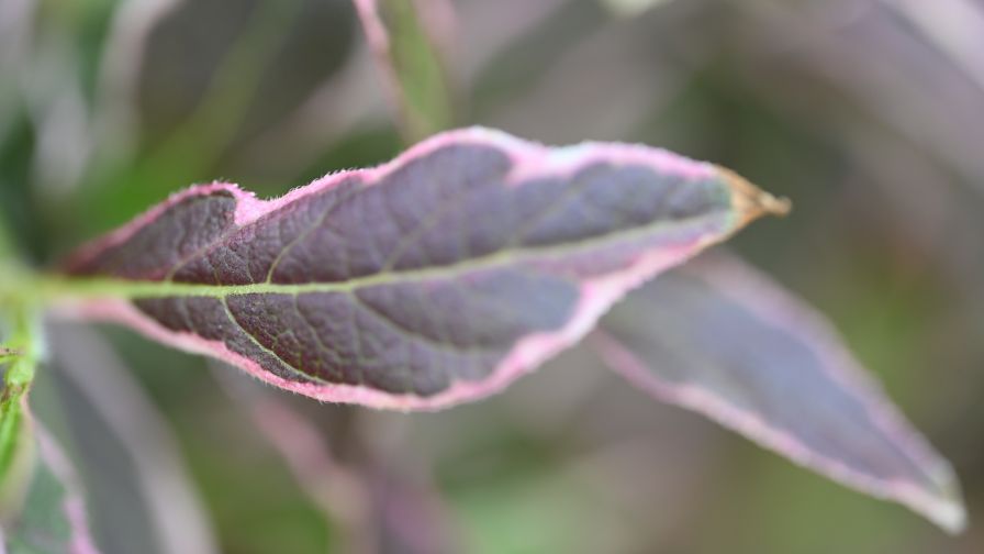 Weigela Foliage