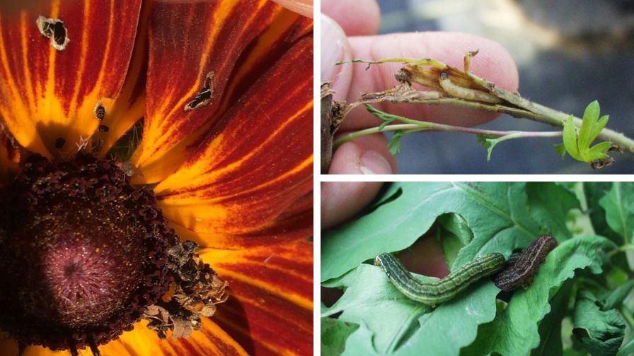 (Clockwise from left) Camouflaged looper and damage to rudbeckia, bidens borer caterpillar in stem, and Florida fern caterpillars.