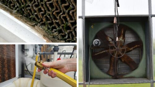 How To Maintain Your Greenhouse’s Cooling Pads and Fans During Summer