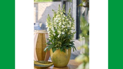 Digitalis ‘Hanabee F1 White’ Wins the 2025-26 FleuroStar Award