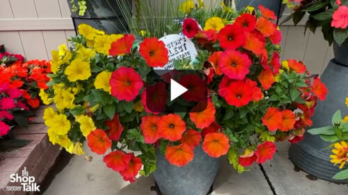 Videos from CAST 2025: New Playlist Combos at Sakata Highlight Top Genetics