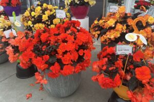 B: Begonia iCandy Series at Syngenta Flowers