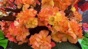 Don’t Forget to Vote for Your Favorite New Hydrangea, Rose, or Berry