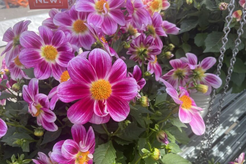 Strike Up the Band: The New Plants Are Coming (Part 2)