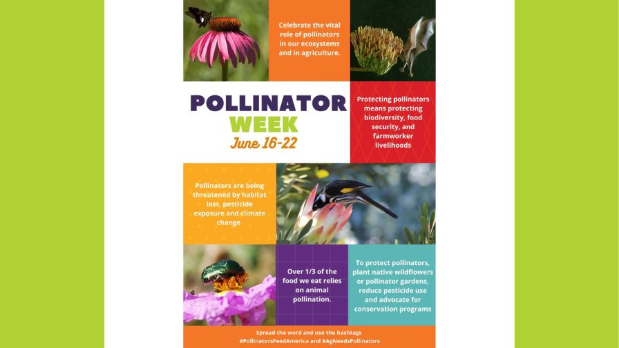 2025 Pollinator Week flyer from the Equitable Food Initiative (EFI).