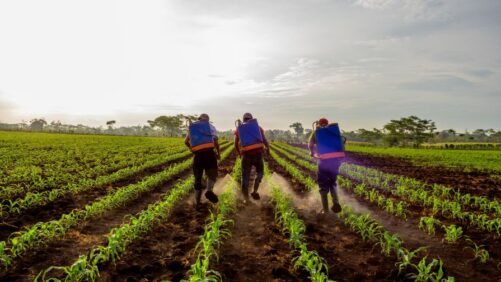 USDA to Discontinue Its Farm Labor Survey