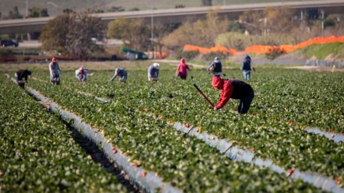 What Growers Should Know About the New Streamlined H-2A Program