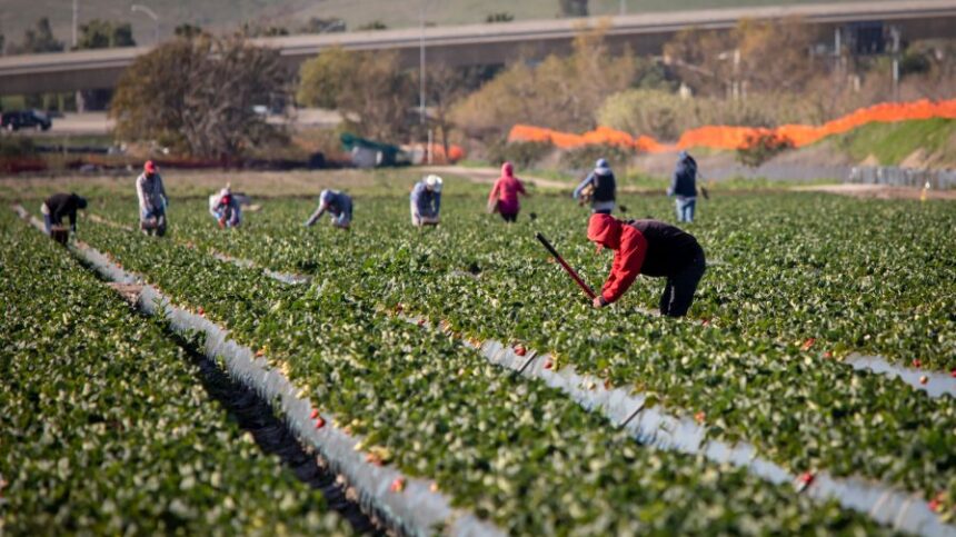 Growers Grapple with Labor Pains as H-2A Costs Hit New Highs