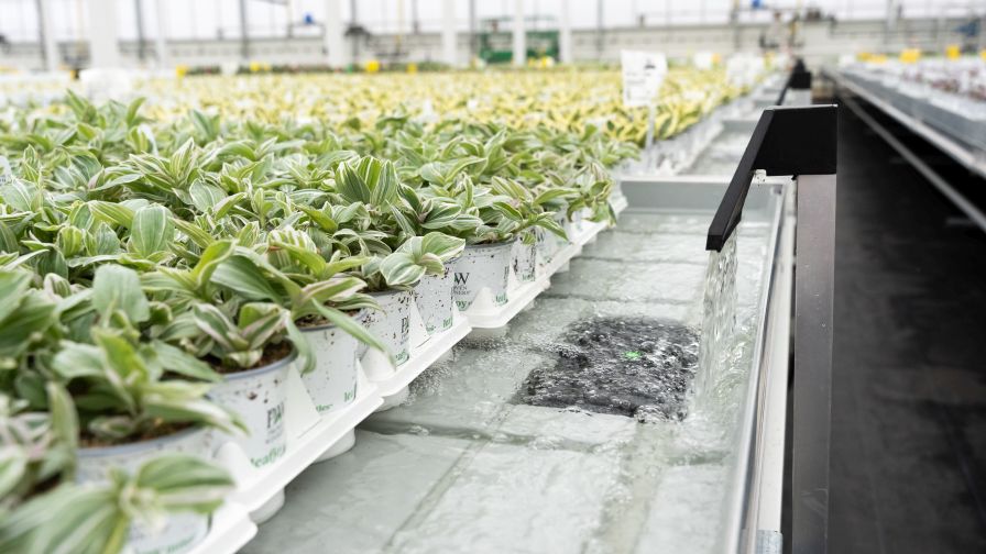 Flood floors handle most of the irrigation needs across The Plant Company’s 10 acres of houseplants, helping reduce water waste and labor.