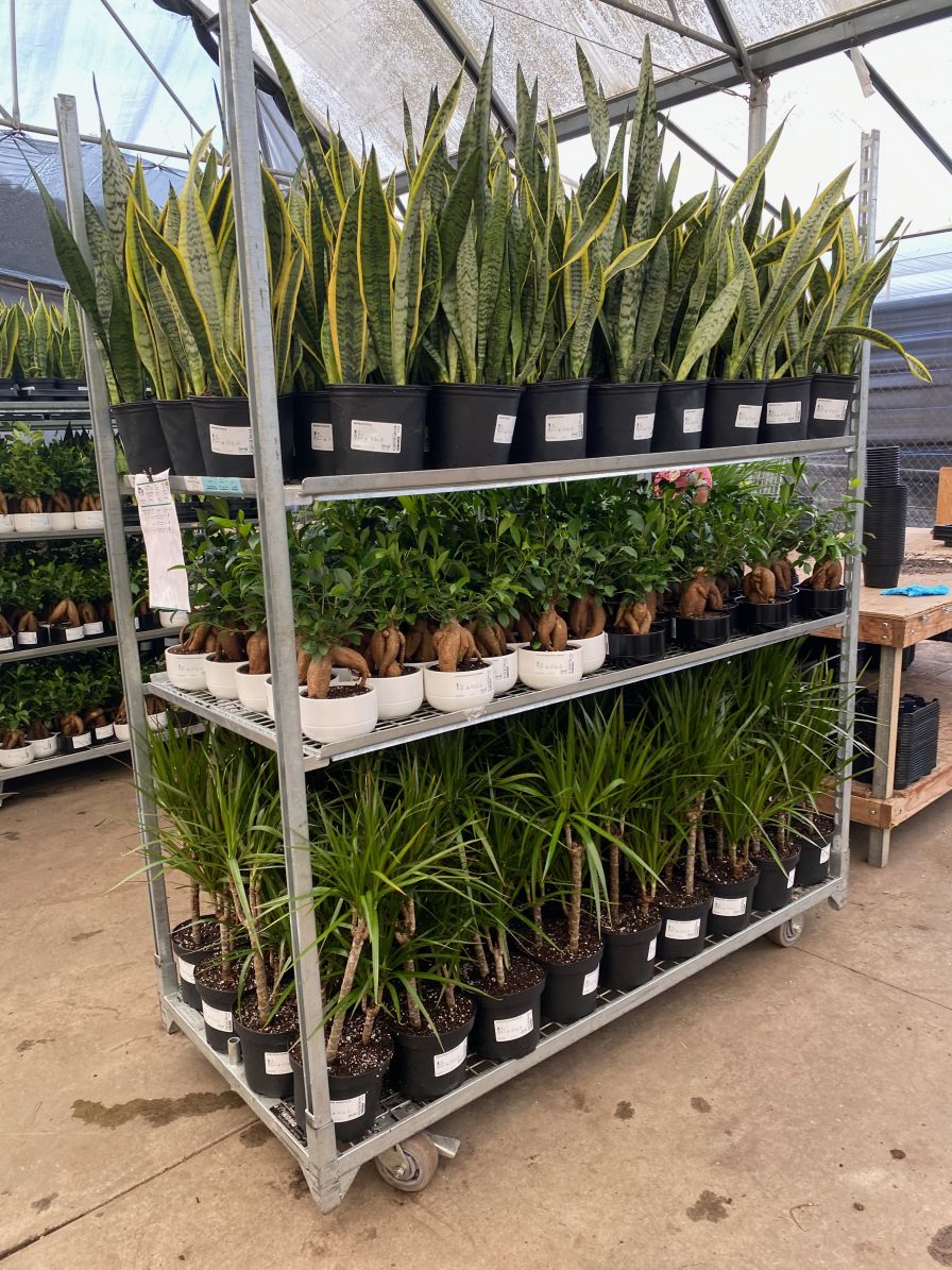 These racks are fully loaded with plants and ready to be shipped to their final destinations.