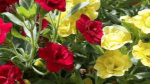 Nursery in Enumclaw, WA, Is Up for Sale