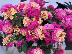 Lantana 'Bandalista Pink Lemonberry' (Syngenta Flowers)
