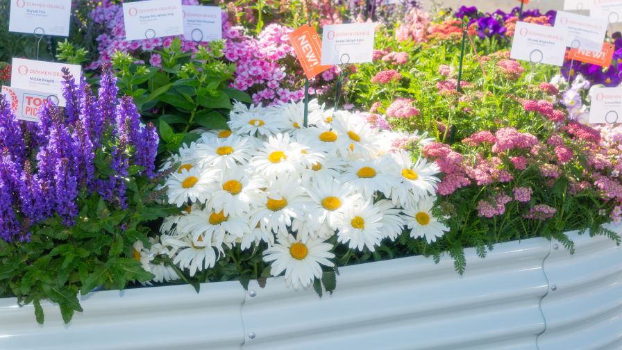 Leucanthemum maximum ‘Sweet Daisy Kylie’ (Dümmen Orange)