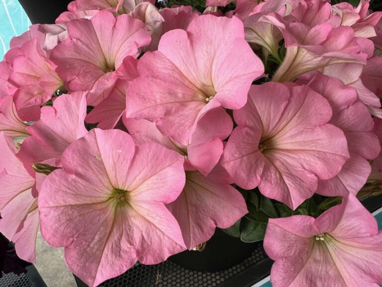 'Surfinia Heavenly Cashmere Pink' (Suntory Flowers)