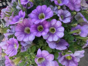 'Tea Lilac Salmon' (Beekenkamp)