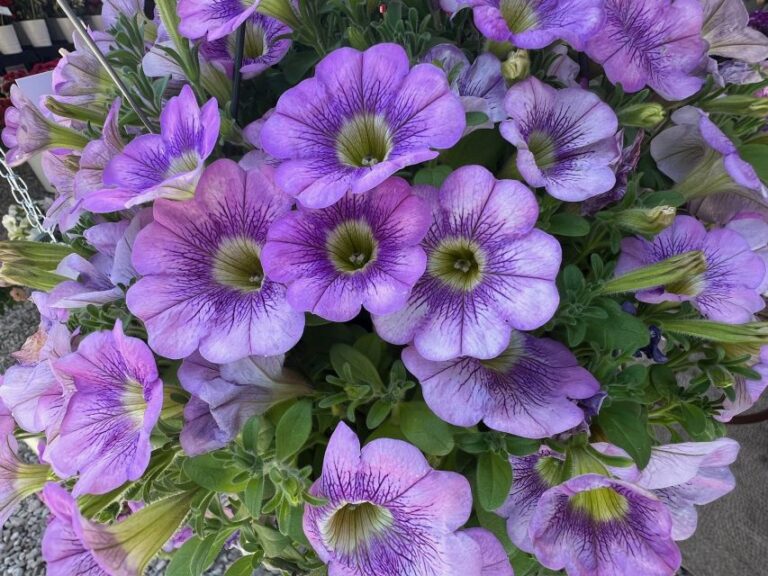 'Tea Lilac Salmon' (Beekenkamp)