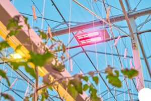 GreenPower LED toplighting force is a high-output grow light option for light-loving crops and growers who need to upgrade from HPS fixtures.