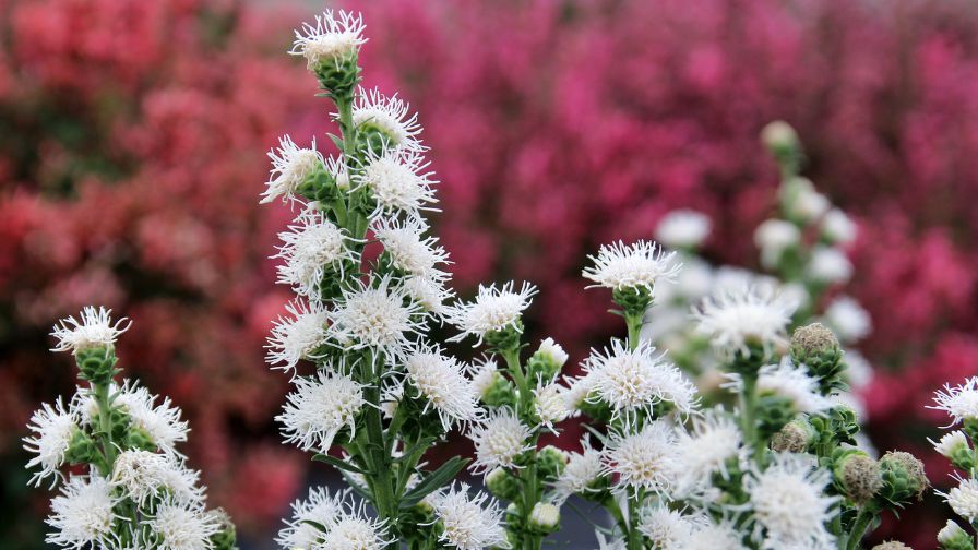 The new Liatris 'White Feather' variety from Terra Nova Nurseries.