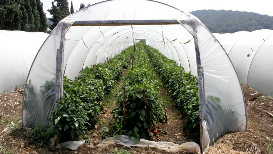 A tunnel-shaped plastic greenhouse.