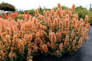 Agastache ‘Peach Pearl’