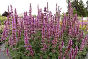 Agastache ‘Prince’s Plume’