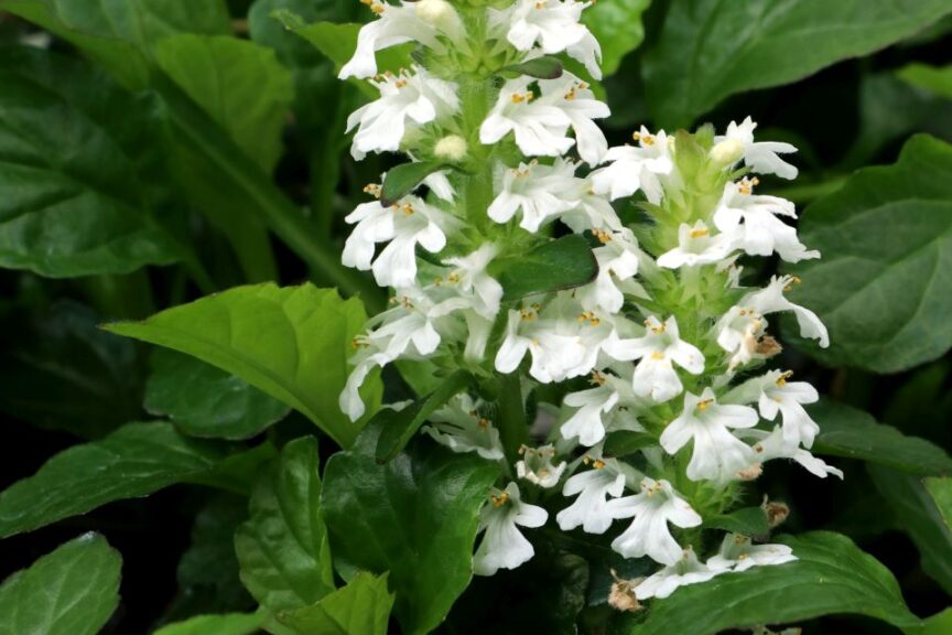 Ajuga 'Nova White'