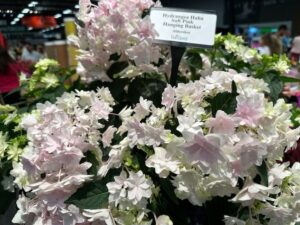 Hydrangea m. ‘Haba Soft Pink’ (Ball Seed)