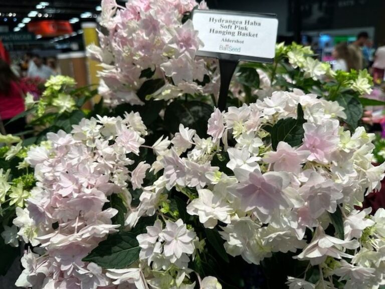 Hydrangea m. ‘Haba Soft Pink’ (Ball Seed)