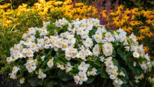 Begonia Mega Cool Series (Benary)