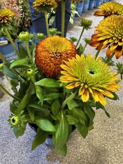 Rudbeckia ‘Solar Sisters’ (Bloomin’ Easy)