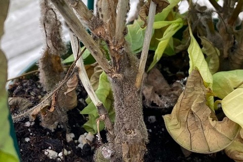 Botrytis on poinsettia stem.