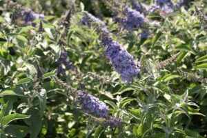 Buddleia 'Dapper Blue'