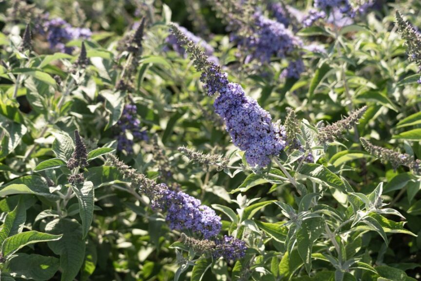 Buddleia 'Dapper Blue'